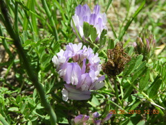 Astragalus agrestis