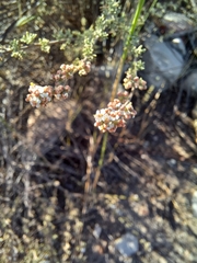 Eriocephalus capitellatus