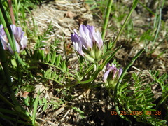 Astragalus agrestis