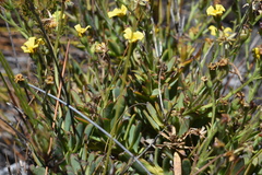 Osteospermum burttianum