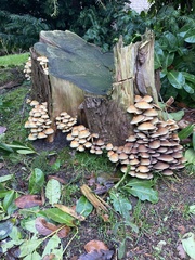 Hypholoma fasciculare