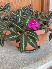 Ruellia makoyana