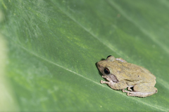 Kurixalus eiffingeri