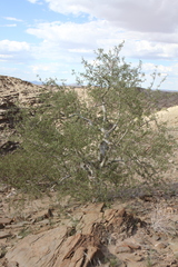 Commiphora tenuipetiolata