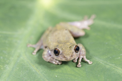 Kurixalus eiffingeri