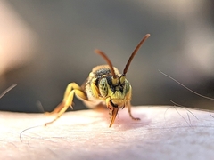 Nomada luteoloides