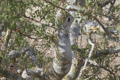Commiphora tenuipetiolata