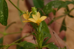Barleria senensis