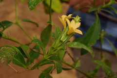 Barleria senensis