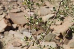 Commiphora tenuipetiolata