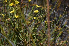 Osteospermum burttianum