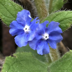 Pentaglottis sempervirens