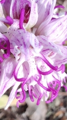 Orchis simia