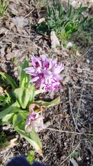 Orchis simia