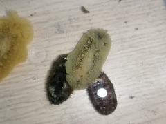 Homoiodoris japonica