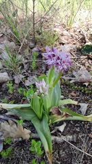 Orchis simia