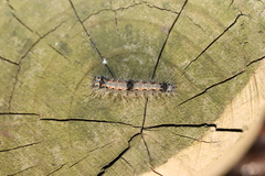 Lithosia quadra