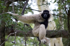 Pileated Gibbon photo 4