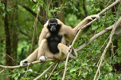 Pileated Gibbon photo 2