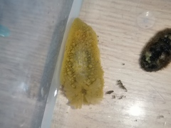 Homoiodoris japonica