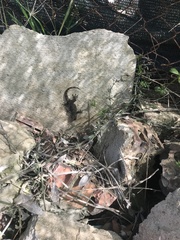 Tarentola mauritanica