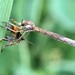 Leptogaster - Photo (c) Paul Cook,  זכויות יוצרים חלקיות (CC BY-NC-ND), הועלה על ידי Paul Cook