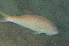 Parupeneus heptacantha