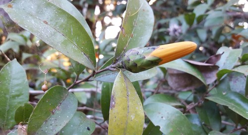 Stifftia chrysantha
