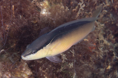 Pseudochromis perspicillatus