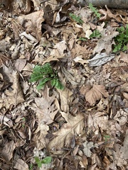 Sceptridium oneidense