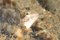 Petroscirtes variabilis