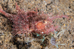 Pteroidichthys amboinensis