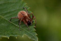 Clubiona bryantae