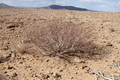 Commiphora virgata