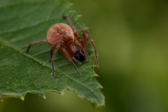 Clubiona bryantae
