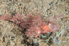 Pteroidichthys amboinensis