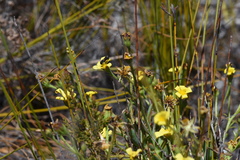 Osteospermum burttianum