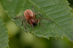 Clubiona bryantae