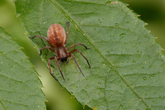 Clubiona bryantae