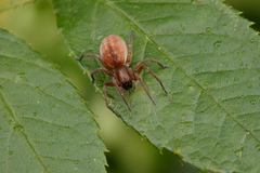 Clubiona bryantae
