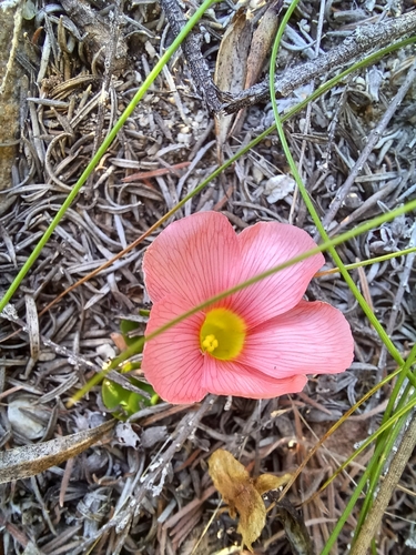 Image of Oxalis pulchella by (c) Danie Palm, some rights reserved (CC BY)