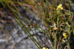 Osteospermum burttianum