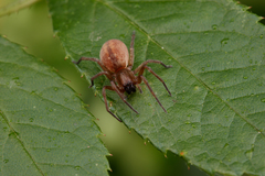 Clubiona bryantae