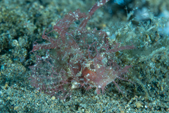 Pteroidichthys amboinensis