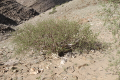 Commiphora virgata