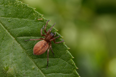 Clubiona bryantae