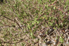 Commiphora virgata