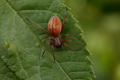 Clubiona bryantae