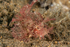 Pteroidichthys amboinensis