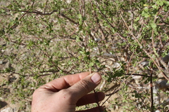 Commiphora virgata